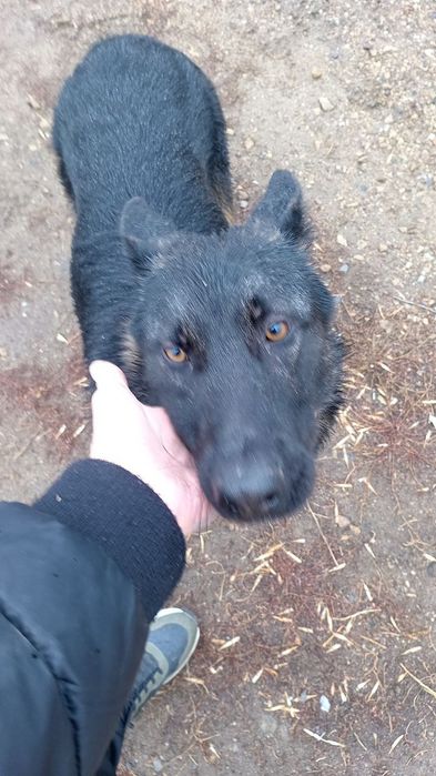 Собака  овчарка 3