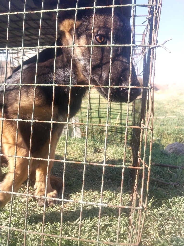 Toza zotli 1 ta urg'ochi 1 ta erkak
