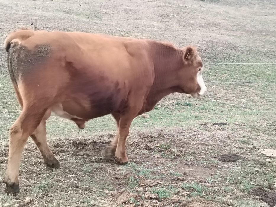 Vițel angus  de vânzare