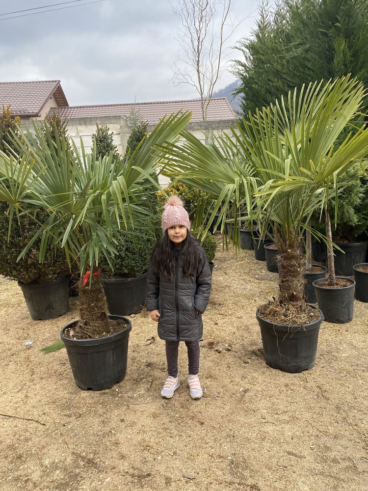 Vand palmier cycas