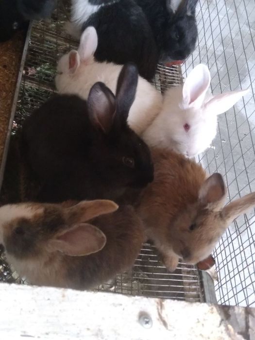 Куёнчалар тезда сотилади