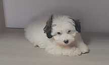 Bichon toy doua luni.