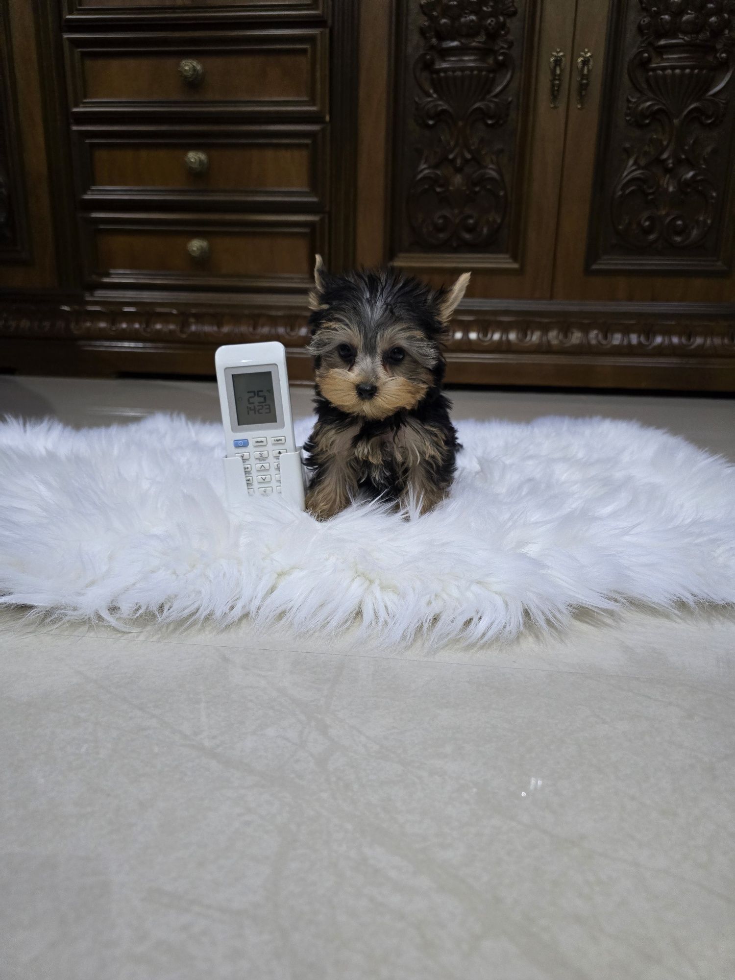 Yorkshire terrier mascul
