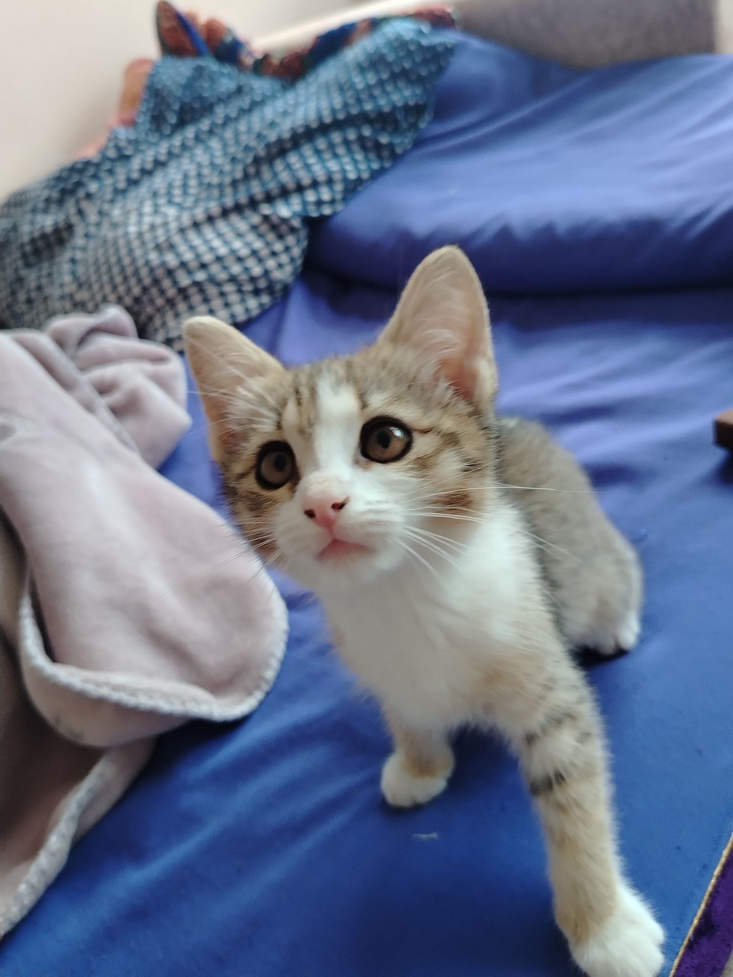 Котёнок 3 месяц бесплатно