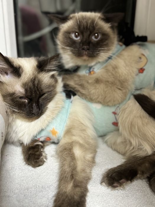 История, от которой сжимается сердце.