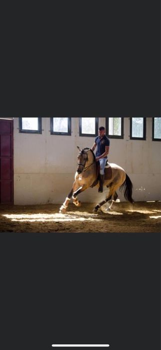 Cal Andaluz 8 ani