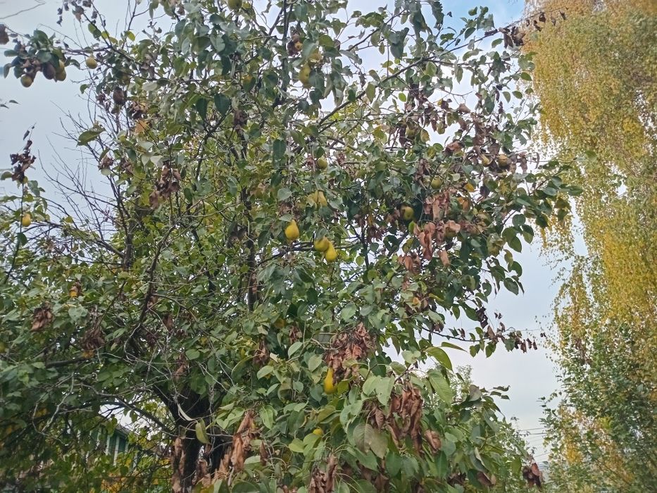 Груша сорт Талгарская красавица  приезжайте собирайте с деревьев