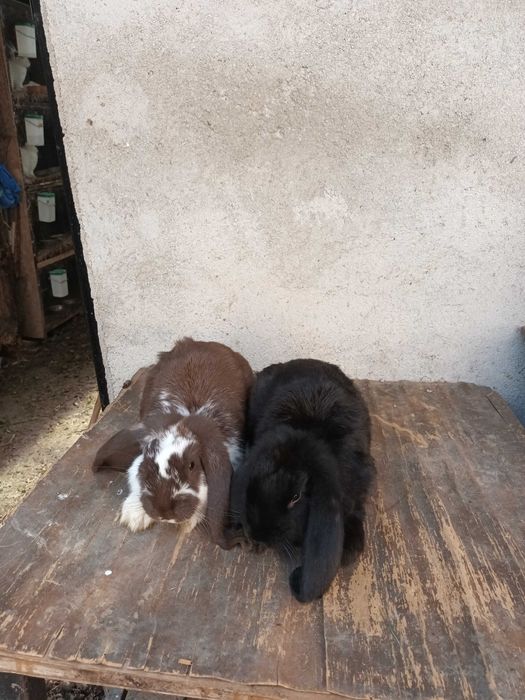 Vand masculi berbec german