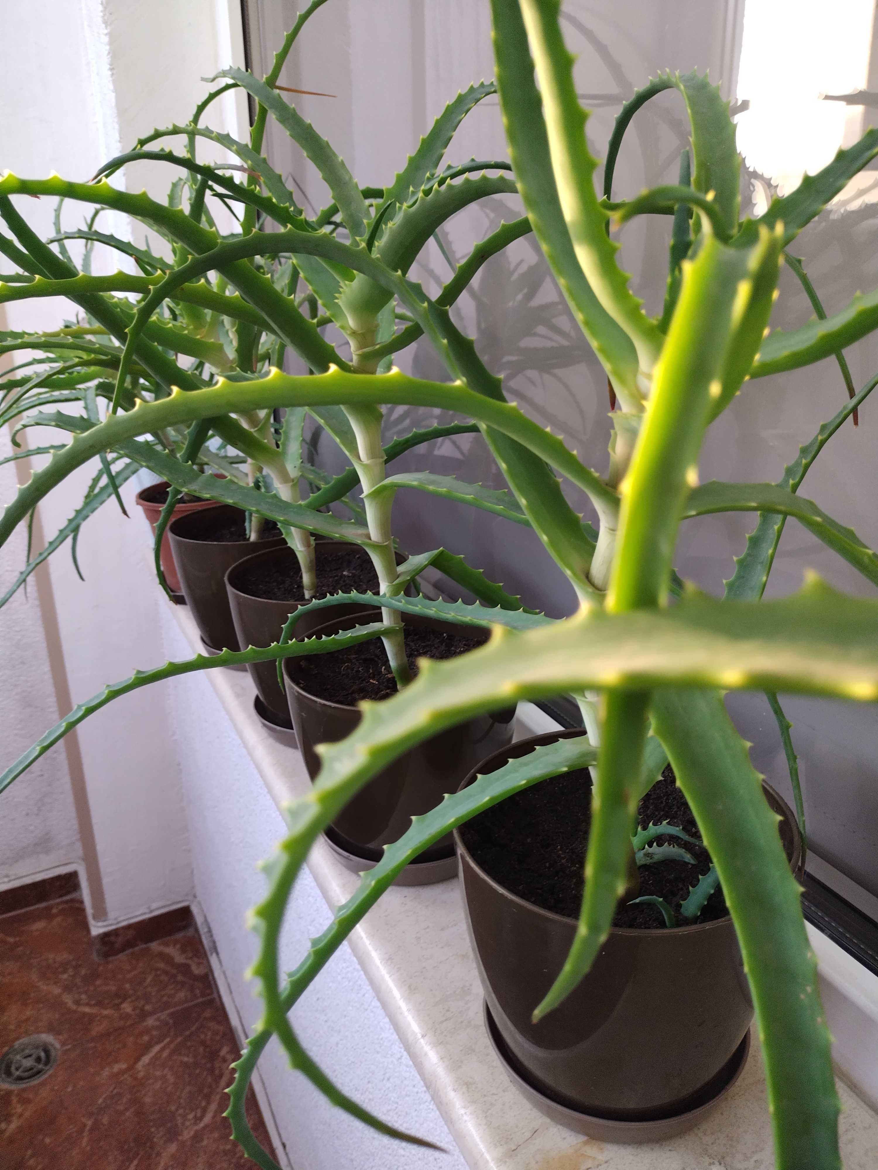 Алое вера(Aloe Аrborescens)лечебно дървовидно растение