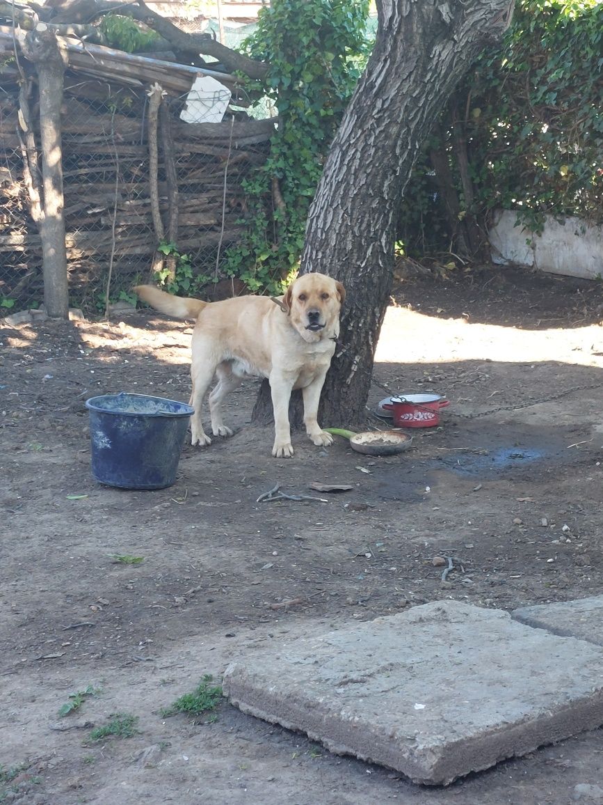 Labrador  golden