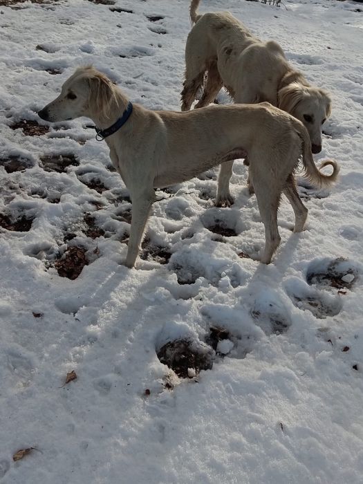 Тазы сатылады еркек