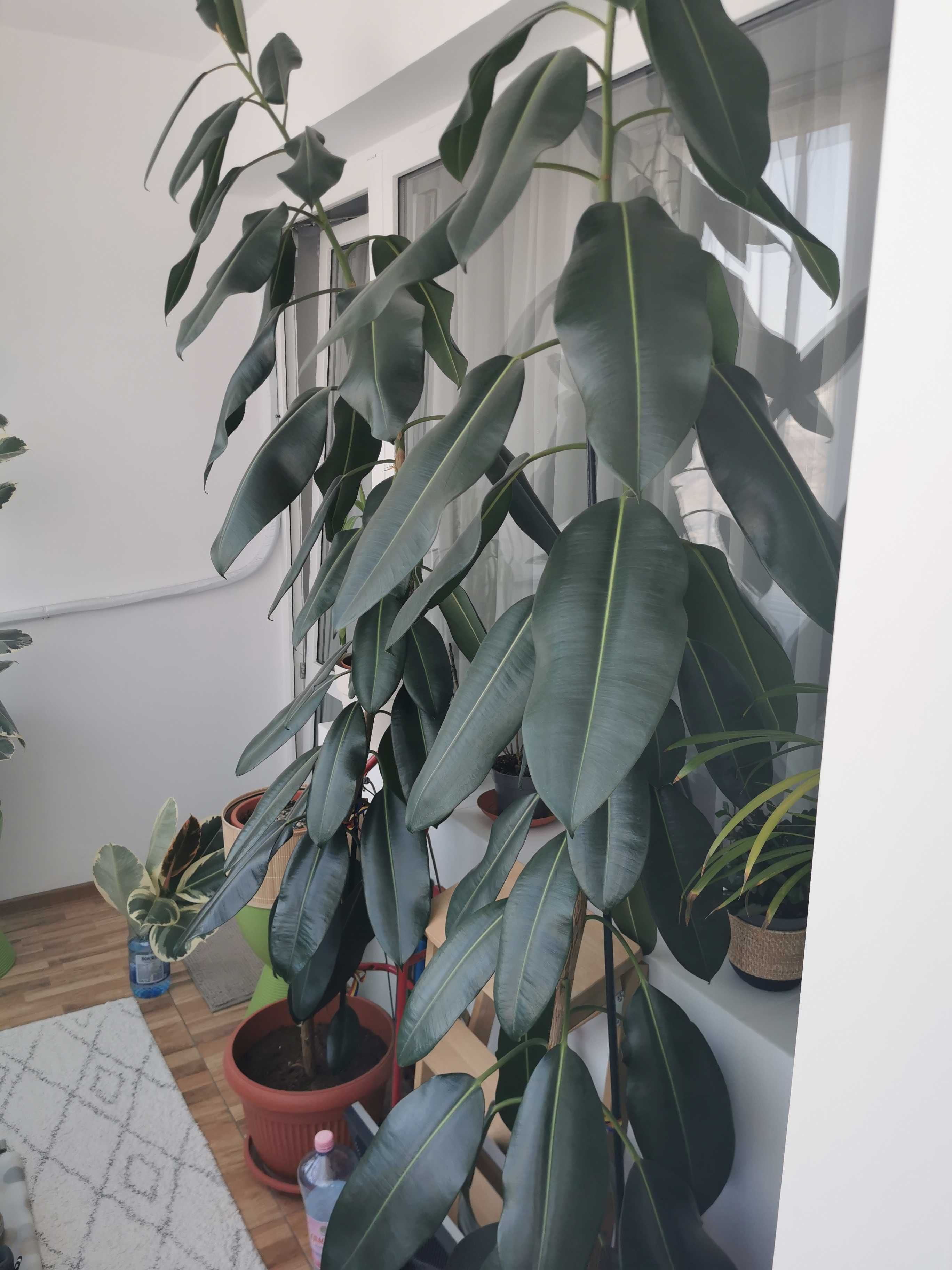 Plantă pentru apartament- Ficus