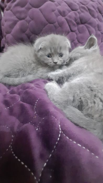 Продаются Котята Scottish fold  и  Straight
