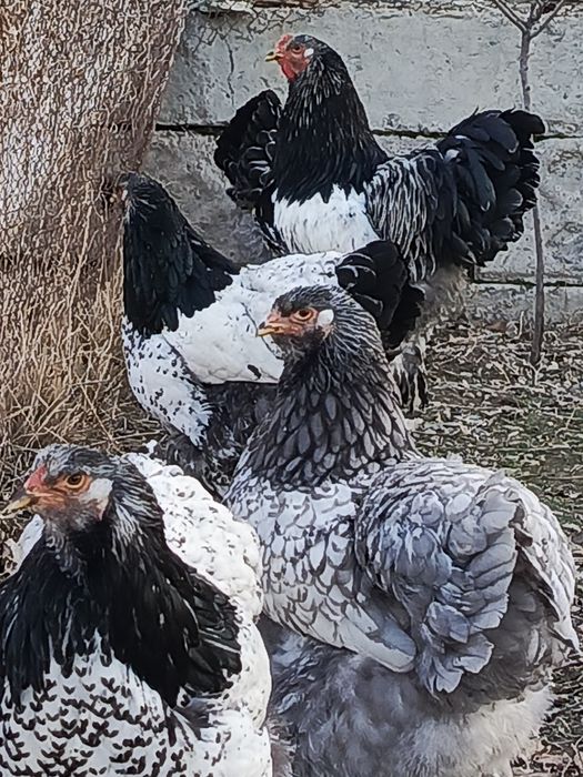 Brama svetliy tyomni pux qora nuqtali tuxumlari sotiladi