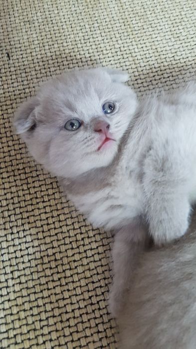 Продаются Шотландские чистокровные котята