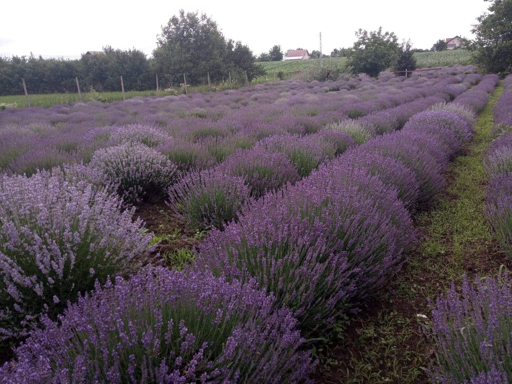 Tufe adulte de Lavanda.