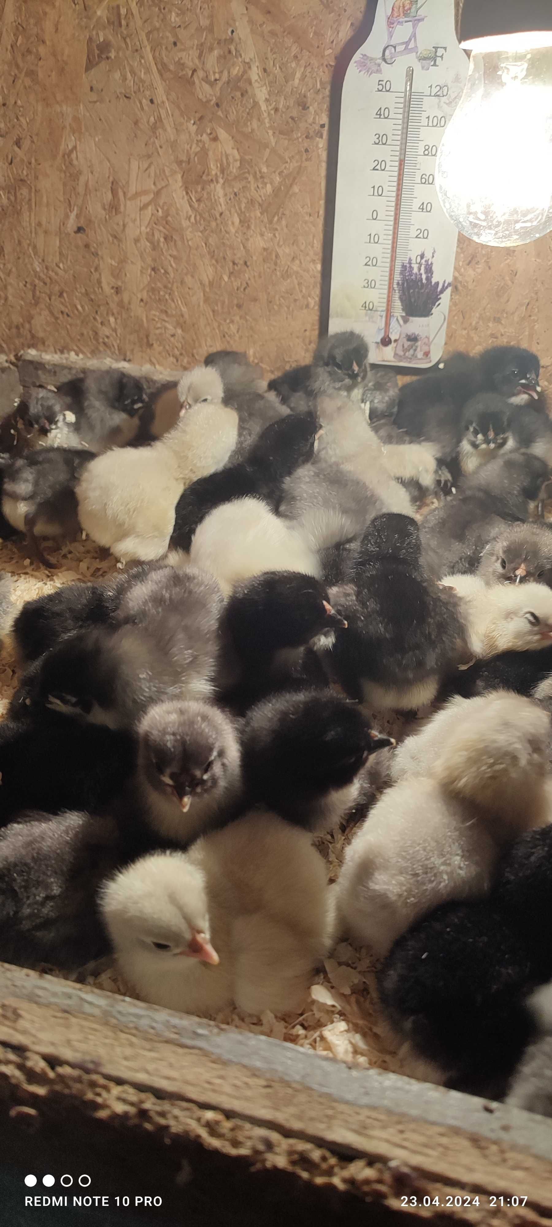 Pui Australorp de o zi