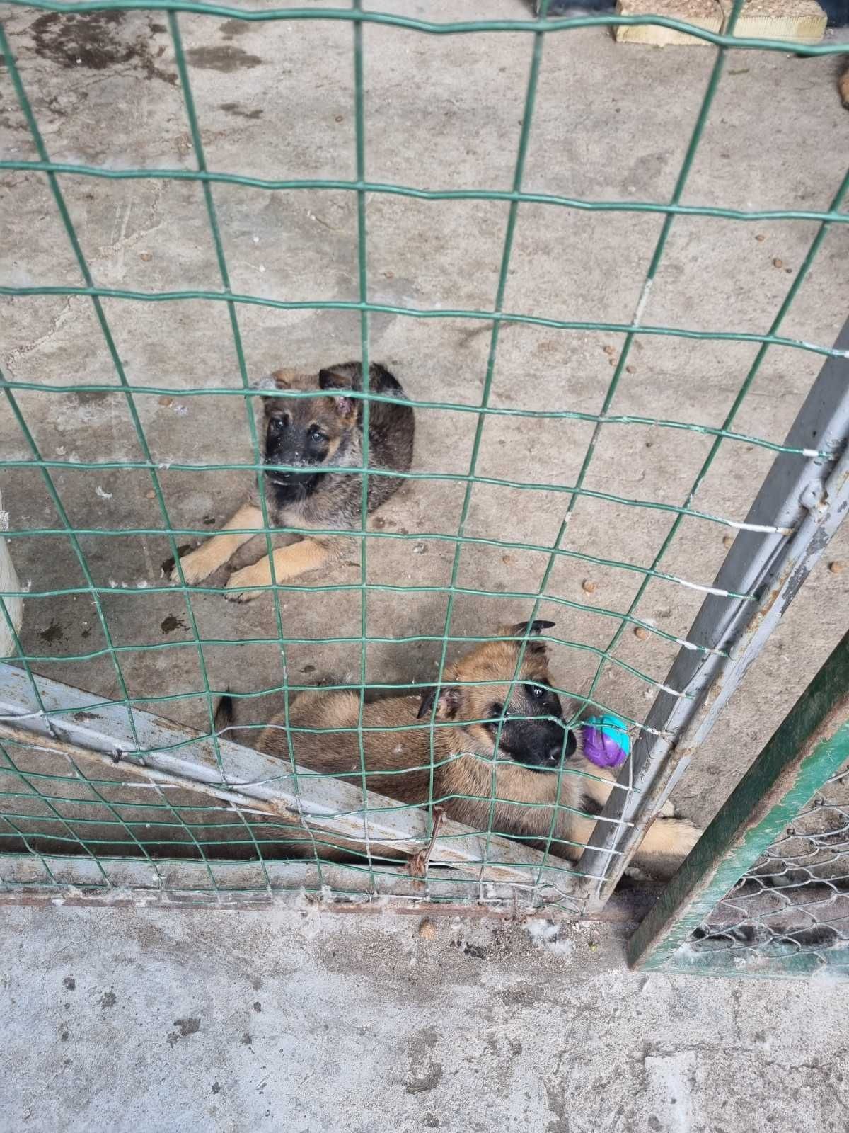 Продавам Белгийска овчарка