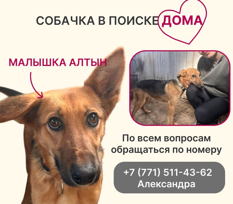 Девочка собака в поиске любящего дома