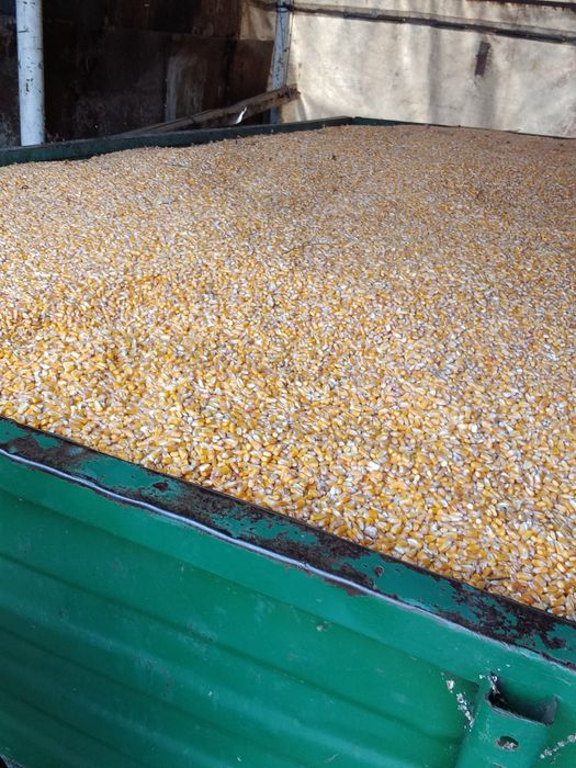 Vând porumb nou 1 leu