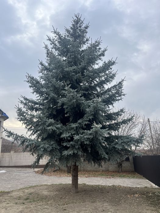 Продам Голубую Ель