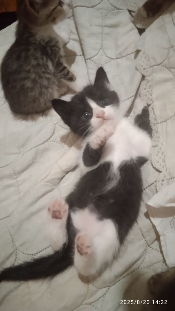 Бесплатно отдам котят в хорошие руки