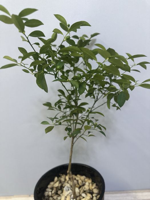 Продам лаймовые деревья