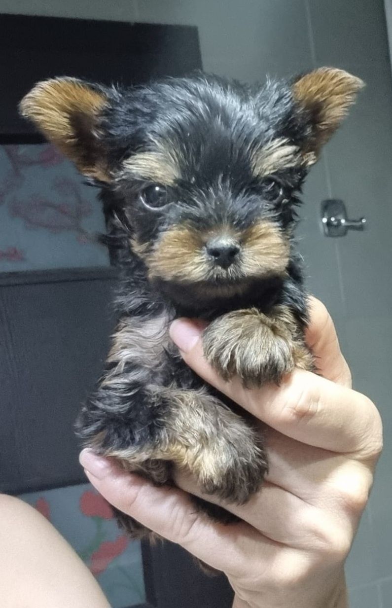 Yorkshire terrier mini toy rasa pura cu pedigree