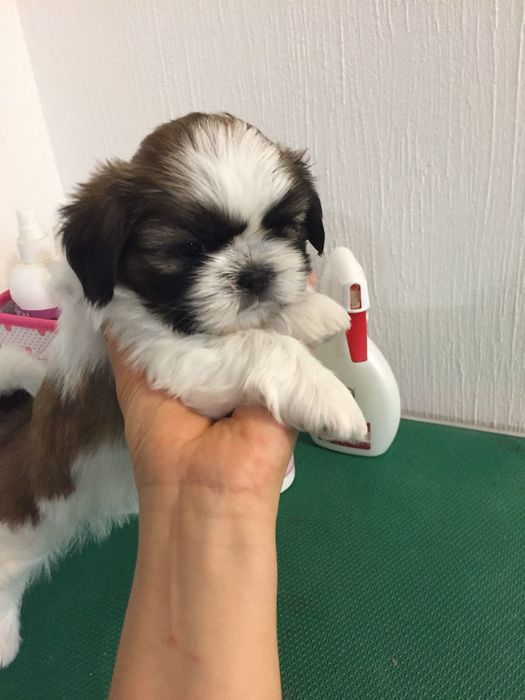 Shih-tzu talie mica