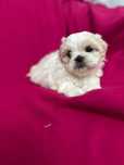 Puiuti Shih Tzu
