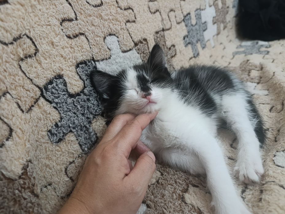 Отдам даром котят.