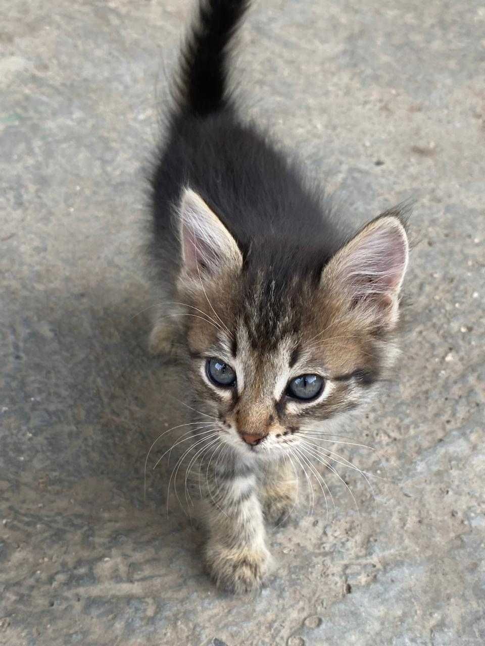 Отдам котят , можно с доставкой!