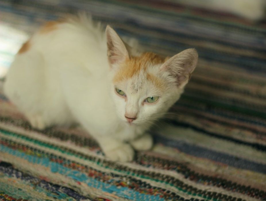 Pisici spre adoptie