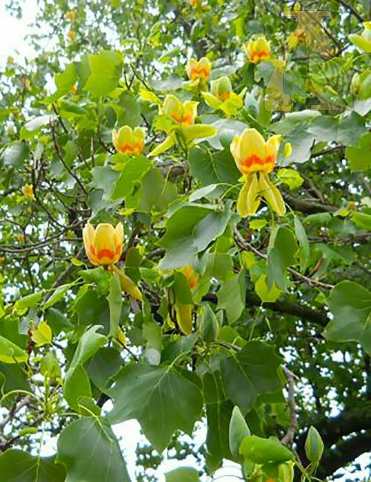 Lat betula берёза