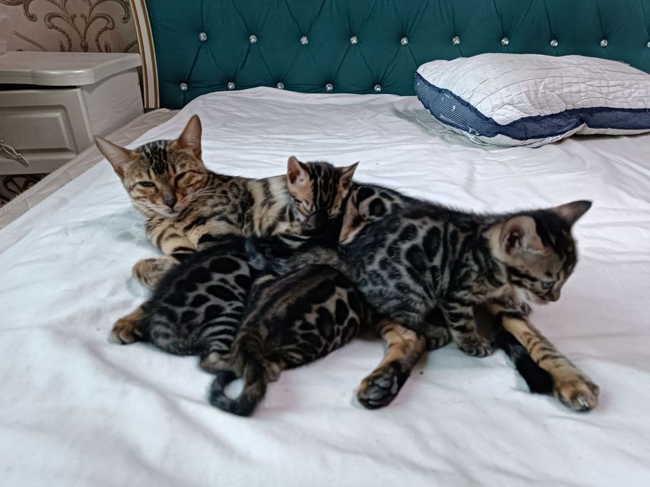 Зоти тоза конли бенгал сотилади   донаси 300$ угил киз соглом 21.09.20