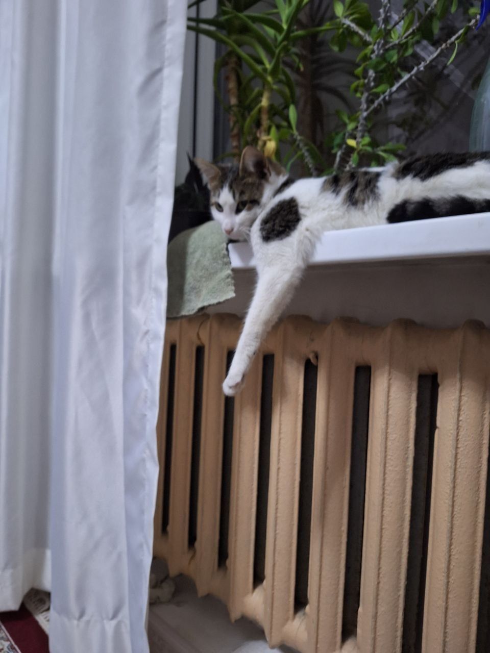 Отдам кота в хорошие руки