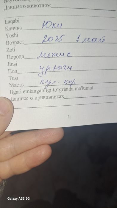 Продаю очаровательную шотландскую кошечку (7 месяцев)
Очень ласк
