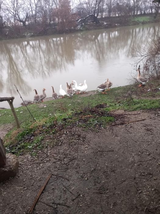 Продавам лебедови гъски