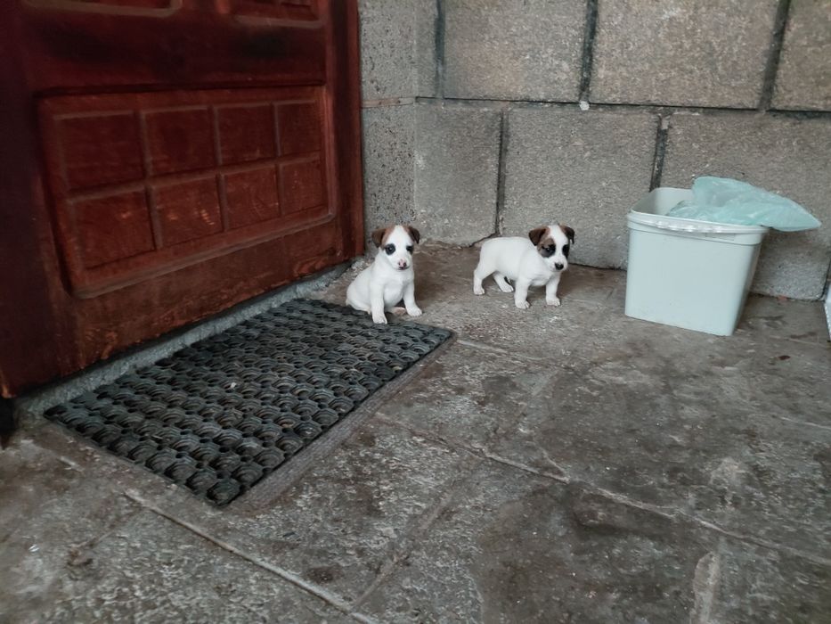 Джак Ръсел териер