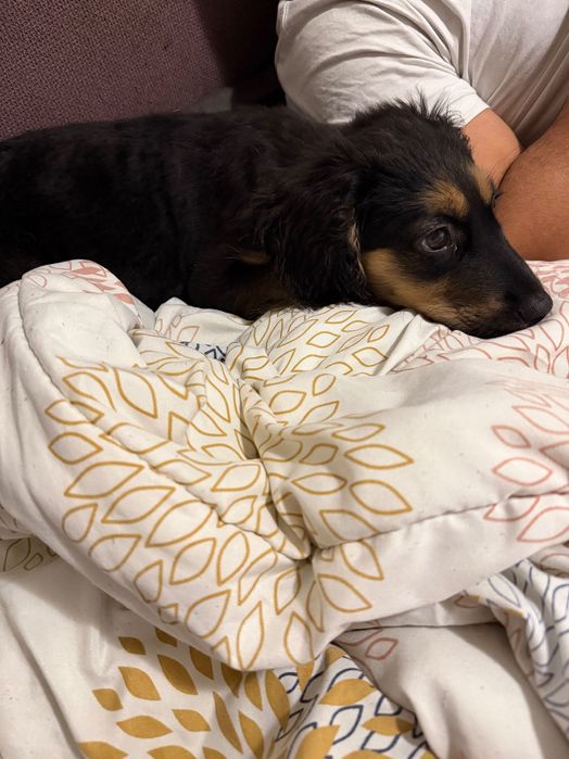 СПЕШНО!!! Подарявам женско кученце на 3 месеца