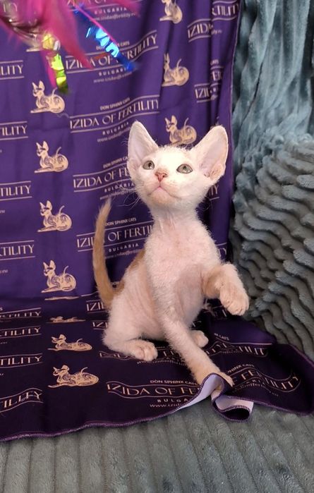 Донски Сфинкс чистокръвно момченце браш