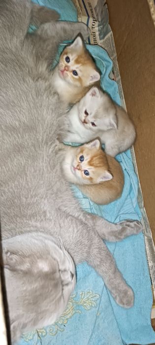 Шотландские котята с окрасом золотая шиншилла
