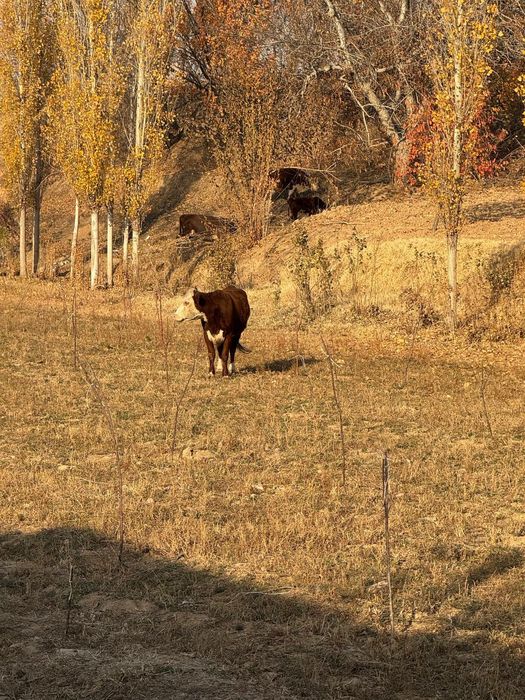 Герефорд gereford сигир боласи билан