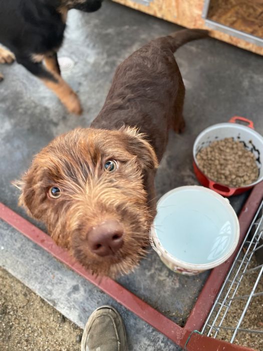Donez cățelușă mama labrador