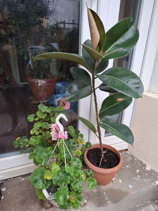 1 Ficus+ 1 muscata roz ( in ghivece)- 60 lei