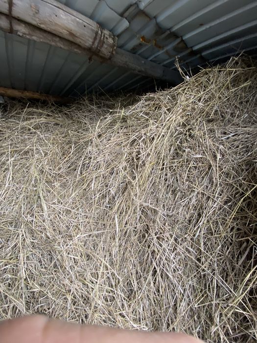 Продам Сено в Акколе