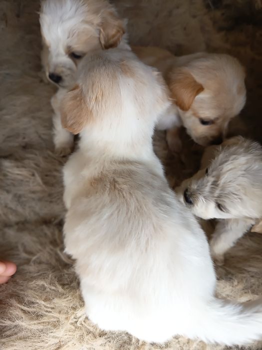 Căței de rasa , perfecți pentru companie!