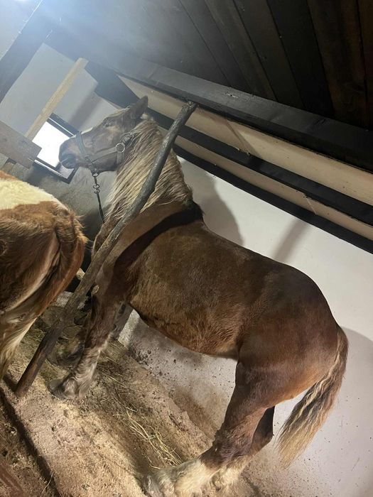 Vând iapa  semi grea