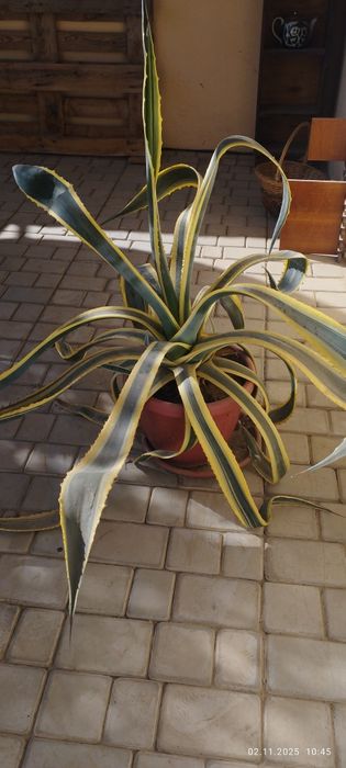 Агава в горшке. Большая