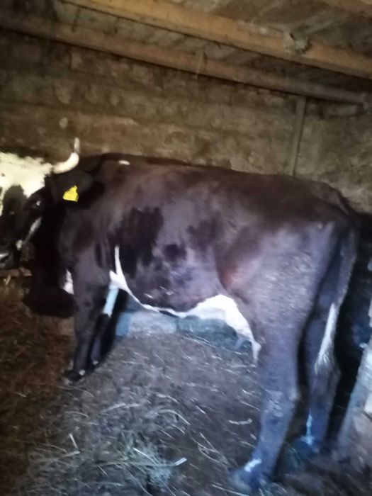 Vând vaca cu lapte și afata